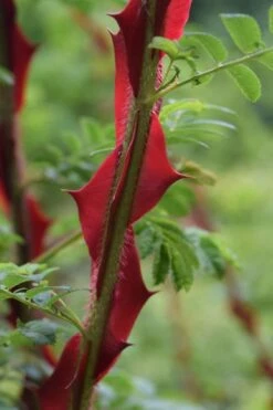 Winged Blood Thorn Rose (Rosa Sericea Var. Pteracantha) - 5 Gallon Pot -FRUIT TREES & PLANTS Shop rosa sericea var pteracantha winged blood thorn rose 2