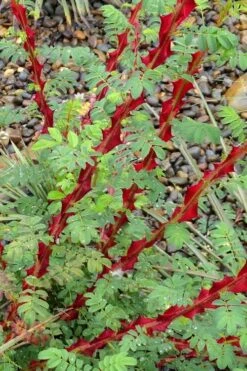 Winged Blood Thorn Rose (Rosa Sericea Var. Pteracantha) - 5 Gallon Pot -FRUIT TREES & PLANTS Shop rosa sericea var pteracantha winged blood thorn rose 3