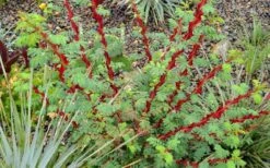 Winged Blood Thorn Rose (Rosa Sericea Var. Pteracantha) - 5 Gallon Pot -FRUIT TREES & PLANTS Shop rosa sericea var pteracantha winged blood thorn rose 5