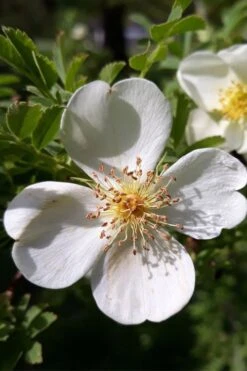 Winged Blood Thorn Rose (Rosa Sericea Var. Pteracantha) - 5 Gallon Pot -FRUIT TREES & PLANTS Shop rosa sericea var pteracantha winged blood thorn rose 7
