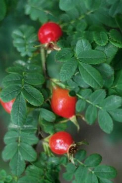 Winged Blood Thorn Rose (Rosa Sericea Var. Pteracantha) - 5 Gallon Pot -FRUIT TREES & PLANTS Shop rosa sericea var pteracantha winged blood thorn rose 8