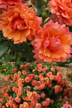 Easy Does It Rose - 3 Gallon Pot -FRUIT TREES & PLANTS Shop rose cinco de mayo 30