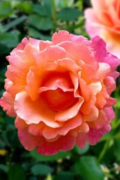 Easy Does It Rose - 3 Gallon Pot -FRUIT TREES & PLANTS Shop rose easy does it 22