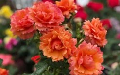 Easy Does It Rose - 3 Gallon Pot -FRUIT TREES & PLANTS Shop rose easy does it 26