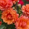 Easy Does It Rose - 3 Gallon Pot 1 Easy Does It Rose - 3 Gallon Pot -FRUIT TREES & PLANTS Shop rose easy does it 27