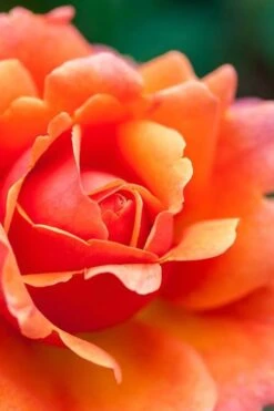 Easy Does It Rose - 3 Gallon Pot -FRUIT TREES & PLANTS Shop rose easy does it 3 500x750 1