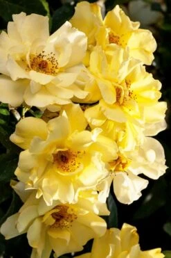 Lemon Drift Groundcover Rose - 3 Gallon Pot