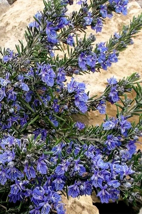 Blue Lagoon Rosemary - 5 Pack Of Quart Pots 6 Blue Lagoon Rosemary - 5 Pack Of Quart Pots - Image 4