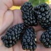 Prime Ark Horizon Blackberry Plant - 1 Gallon Pot -FRUIT TREES & PLANTS Shop rubus prime ark horizon blackberry 1