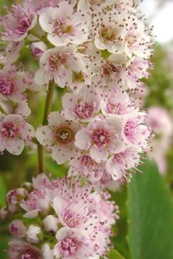 White Meadowsweet (Spirea Alba) - 1 Gallon Pot -FRUIT TREES & PLANTS Shop spirea alba white meadowsweet 7