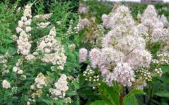 White Meadowsweet (Spirea Alba) - 1 Gallon Pot -FRUIT TREES & PLANTS Shop spirea alba white meadowsweet 9