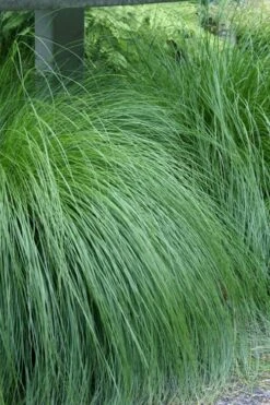 Prairie Dropseed Grass (Sporobolis Heterolepis) - 6 Pack Of 1 Gallon Pots -FRUIT TREES & PLANTS Shop sporobolis heterolepis prairie dropseed grass 1