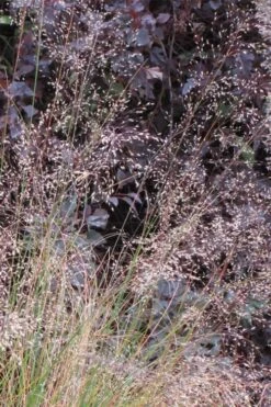 Prairie Dropseed Grass (Sporobolis Heterolepis) - 6 Pack Of 1 Gallon Pots -FRUIT TREES & PLANTS Shop sporobolis heterolepis prairie dropseed grass 10
