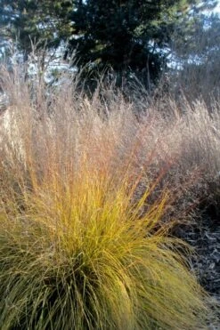 Prairie Dropseed Grass (Sporobolis Heterolepis) - 6 Pack Of 1 Gallon Pots -FRUIT TREES & PLANTS Shop sporobolis heterolepis prairie dropseed grass 18