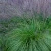 Prairie Dropseed Grass (Sporobolis Heterolepis) - 1 Gallon Pot