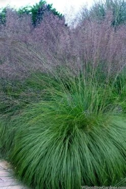 Prairie Dropseed Grass (Sporobolis Heterolepis) - 6 Pack Of 1 Gallon Pots