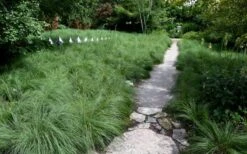 Prairie Dropseed Grass (Sporobolis Heterolepis) - 1 Gallon Pot -FRUIT TREES & PLANTS Shop sporobolis heterolepis prairie dropseed grass 2 1