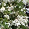 Fragrant Fountain Weeping Japanese Snowbell Tree - 5 Gallon Pot -FRUIT TREES & PLANTS Shop styrax japonica fragrant fountain weeping japanese snowbell tree 3