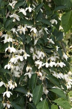 Fragrant Fountain Weeping Japanese Snowbell Tree - 5 Gallon Pot -FRUIT TREES & PLANTS Shop styrax japonica fragrant fountain weeping japanese snowbell tree 4