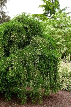 Fragrant Fountain Weeping Japanese Snowbell Tree - 5 Gallon Pot -FRUIT TREES & PLANTS Shop styrax japonica fragrant fountain weeping japanese snowbell tree 5