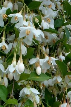 Fragrant Fountain Weeping Japanese Snowbell Tree - 5 Gallon Pot -FRUIT TREES & PLANTS Shop styrax japonica fragrant fountain weeping japanese snowbell tree 6