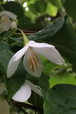 Fragrant Fountain Weeping Japanese Snowbell Tree - 5 Gallon Pot -FRUIT TREES & PLANTS Shop styrax japonica fragrant fountain weeping japanese snowbell tree 7