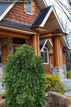 Fragrant Fountain Weeping Japanese Snowbell Tree - 5 Gallon Pot -FRUIT TREES & PLANTS Shop styrax japonica fragrant fountain weeping japanese snowbell tree 9