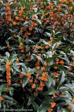 Fragrant Orange Tea Olive - Osmanthus Fragrans Aurantiacus - 1 Gallon Pot 15 Fragrant Orange Tea Olive - Osmanthus Fragrans Aurantiacus - 1 Gallon Pot -FRUIT TREES & PLANTS Shop tea olive orange 103