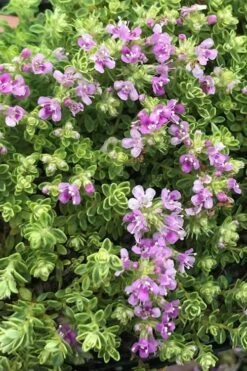 Highland Cream Creeping Thyme - 5 Pack Of Quart Pots -FRUIT TREES & PLANTS Shop thyme highland cream 500x750 1