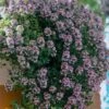 Doone Valley Thyme - 6 Pack Of Pink Pots -FRUIT TREES & PLANTS Shop thymus citriodorus doon valley 1