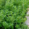 Lemon Thyme (Thymus Citriodorus) - 6 Pack Of Pint Pots -FRUIT TREES & PLANTS Shop thymus citriodorus lemon thyme 4