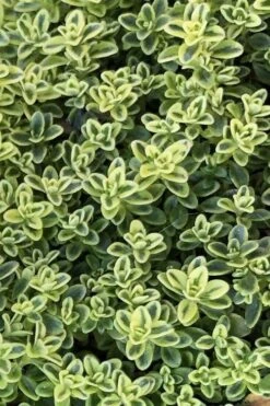 Highland Cream Creeping Thyme - 5 Pack Of Quart Pots -FRUIT TREES & PLANTS Shop thymus praecox highland creeping thyme 4