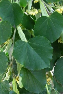 American Basswood Tree (Tilia Americana) - 3 Gallon Pot -FRUIT TREES & PLANTS Shop tilia americana basswood tree 1
