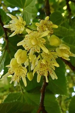 American Basswood Tree (Tilia Americana) - 3 Gallon Pot -FRUIT TREES & PLANTS Shop tilia americana basswood tree 2
