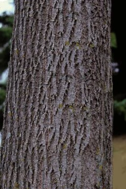 American Basswood Tree (Tilia Americana) - 3 Gallon Pot -FRUIT TREES & PLANTS Shop tilia americana basswood tree 3