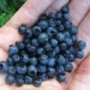 Wild Lowbush Blueberry Plant - 1 Gallon -FRUIT TREES & PLANTS Shop vaccinium angustifolium low bush blueberry 8