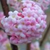 Pink Dawn Fragrant Viburnum - 5 Gallon Pot 2 Pink Dawn Fragrant Viburnum - 5 Gallon Pot -FRUIT TREES & PLANTS Shop viburnum bodnantense dawn 20