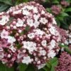 Spirit Viburnum - 3 Gallon Pot -FRUIT TREES & PLANTS Shop viburnum tinus spirit 6