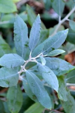 Woodlanders Blue Dusty Zenobia (Honeycup) - 3 Gallon Pot -FRUIT TREES & PLANTS Shop zenobia woodlanders blue 21 1