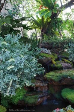 Woodlanders Blue Dusty Zenobia (Honeycup) - 1 Gallon Pot 13 Woodlanders Blue Dusty Zenobia (Honeycup) - 1 Gallon Pot -FRUIT TREES & PLANTS Shop zenobia woodlanders blue 25