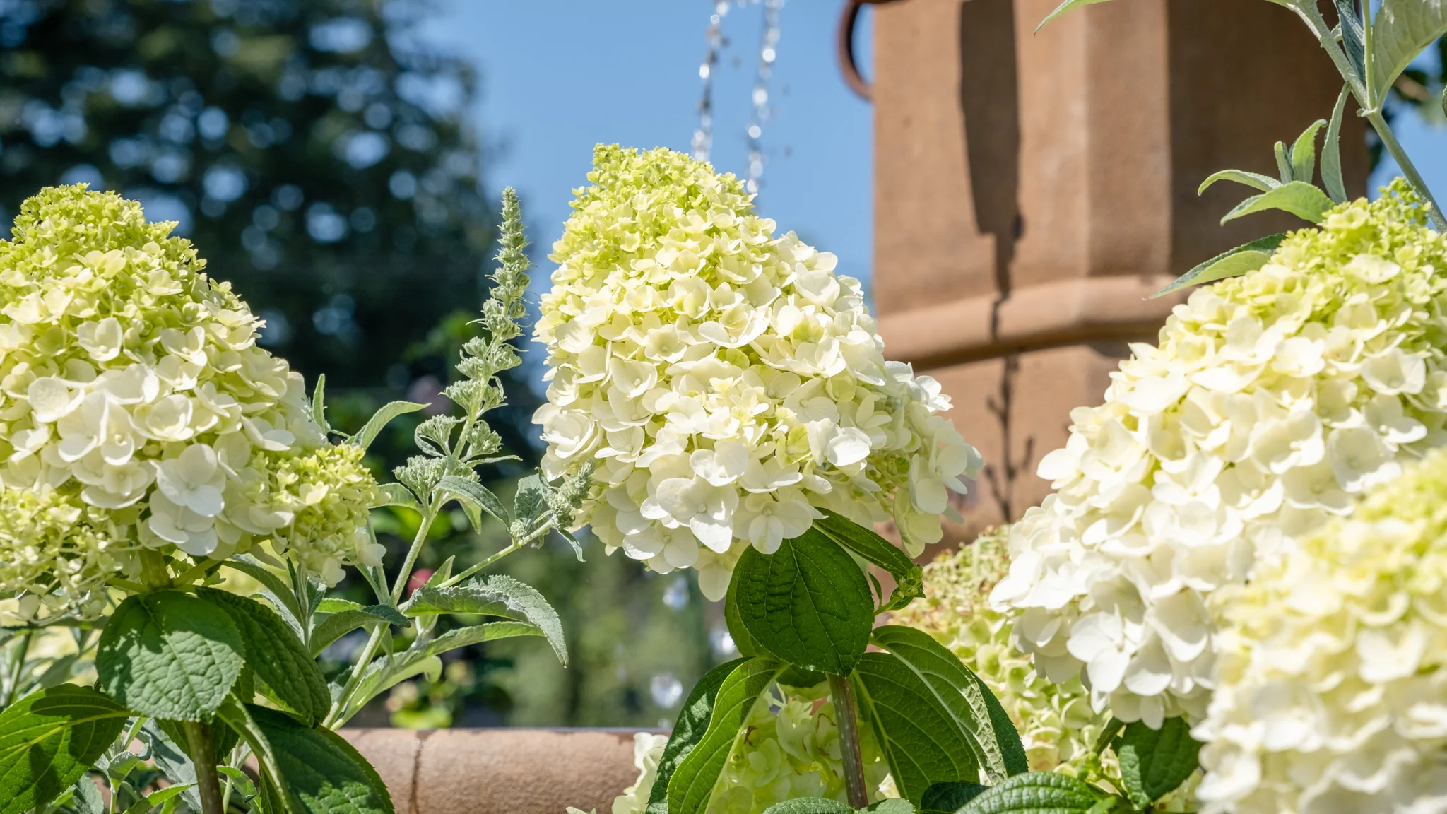 FRUIT TREES & PLANTS Shop -FRUIT TREES & PLANTS Shop SunHydrangeas 1