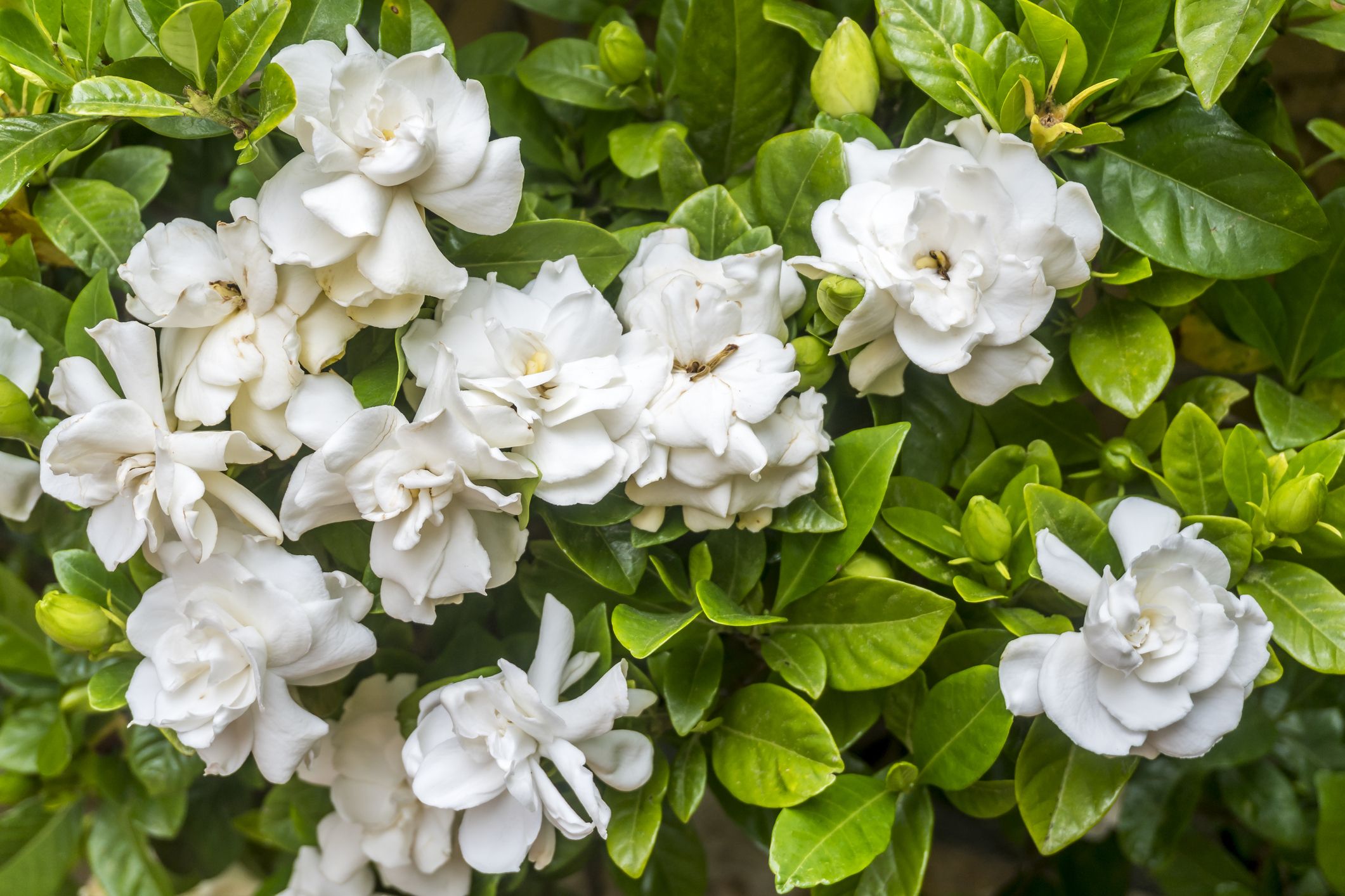 FRUIT TREES & PLANTS Shop -FRUIT TREES & PLANTS Shop best fragrant outdoor plants gardenias 1587661772