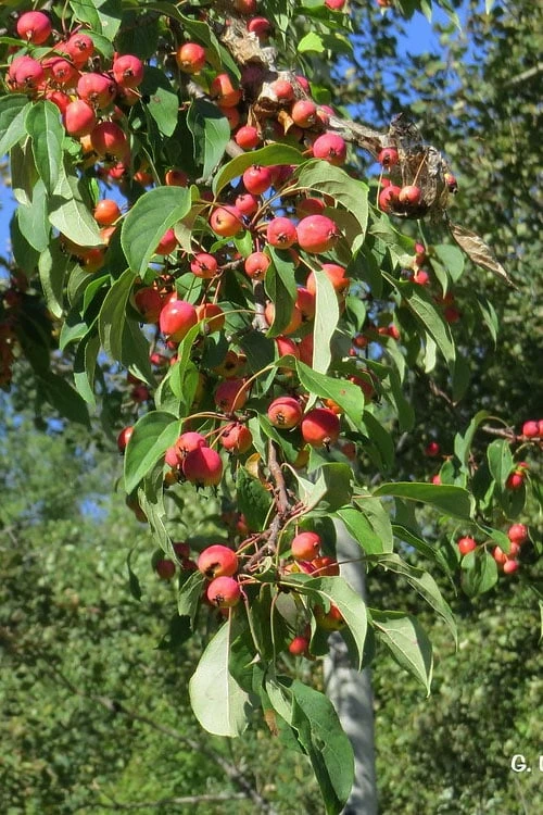 FRUIT TREES & PLANTS Shop -FRUIT TREES & PLANTS Shop malus coronaria american sweet crabapple 4